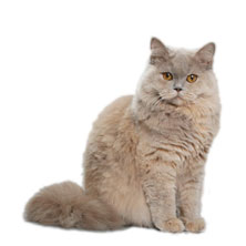 Британська довгошерста порода кішок (British Longhair) - це довгошерсте варіант британських короткошерстих кішок, також називаються Хайлендер (Highlander) - горяни