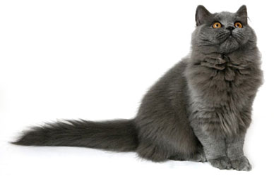 Британські довгошерсті кішки мають один стандарт породи c британськими короткошерстими кішками, за винятком довжини вовни, яка може бути середньої і великої довжини