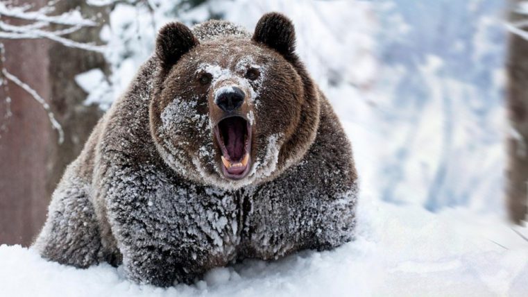 «Співробітниками ППС довелося застосовувати табельну зброю для знешкодження небезпечної тварини, - повідомляють в прес-службі ГУ МВС по Челябінській області, - в результаті ведмедя застрелили»