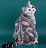 Короткошерста британська мармурова кішка - це дуже красиве і граціозна тварина, яке вражає своїм незвичайним забарвленням
