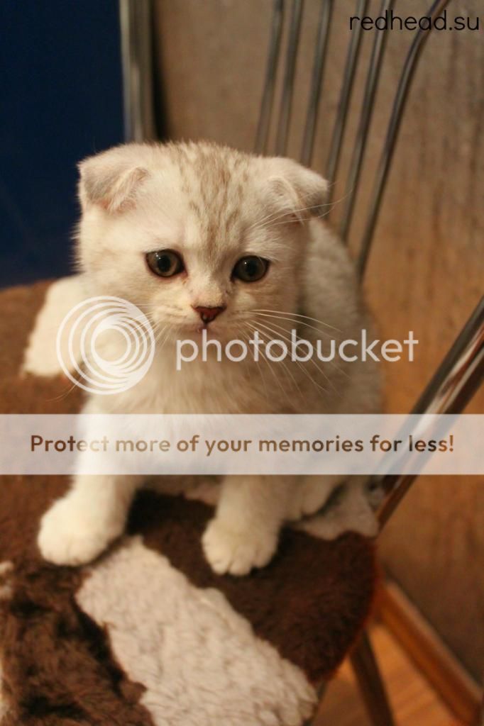 British fold cat фото і відео