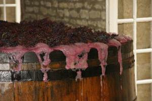 Секрет перший: чому вино з винограду (приготування вдома) виходить більш смачним, якщо відокремлювати ягоди від гілок