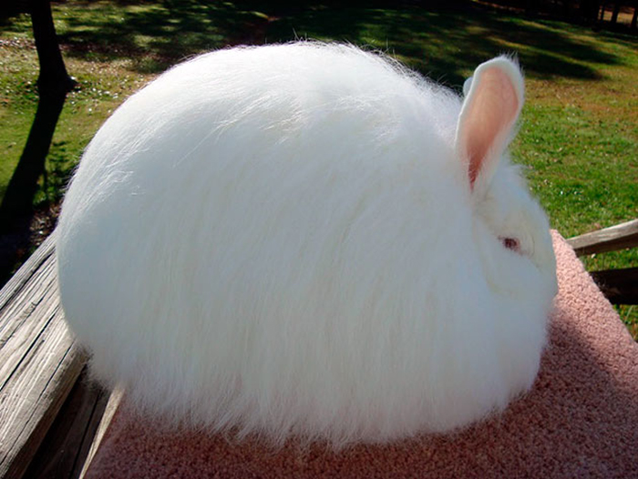 Стригти ангорських кроликів слід не рідше разу на три місяці