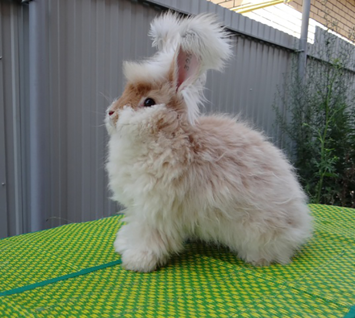 Ангорські кролики бувають різного забарвлення
