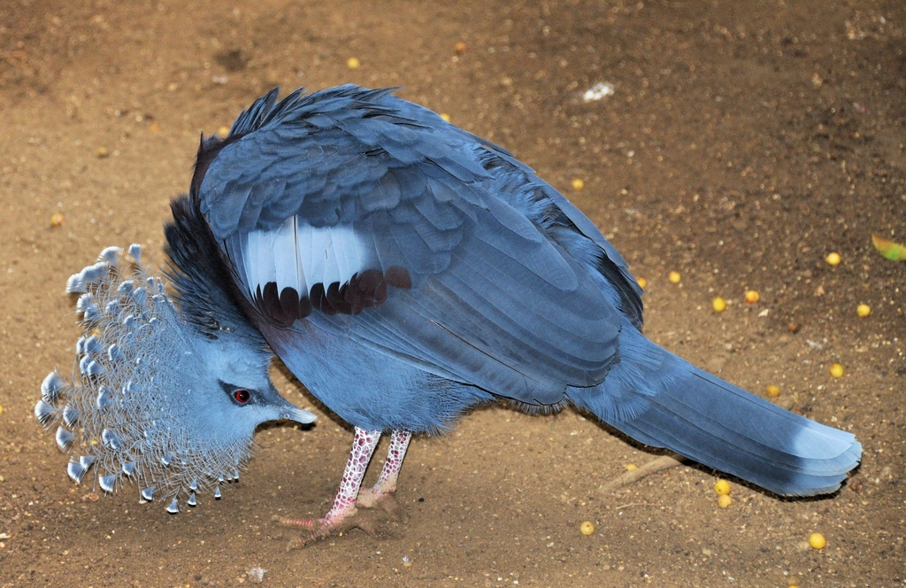 Веероносний вінценосний голуб (лат