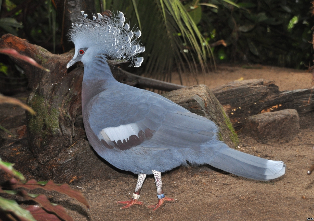 Веероносний вінценосний голуб мешкає в північній частині Нової Гвінеї і на прилеглих до неї островах Біак і Япене